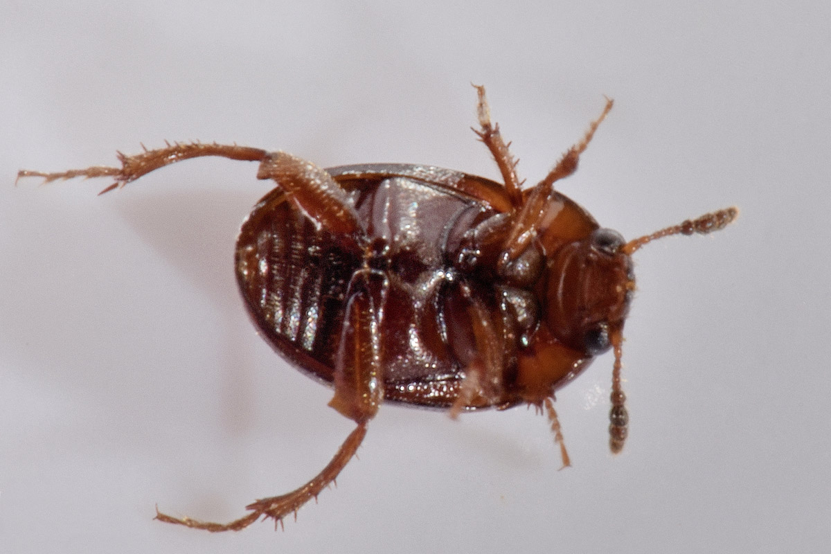 Leiodidae: Leiodes calcarata (Erichson, 1845) (cf)